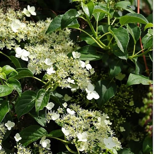 Kletterhortensie Hydrangea anomala petiolaris große Hortensie weiße Schirmblüten 40-60 cm 3 Liter Topfballen