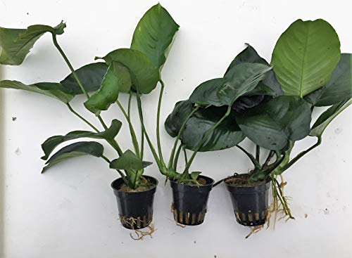 Anubias Barteri - Hoja contrachapada para plantas de acuario, 3 macetas