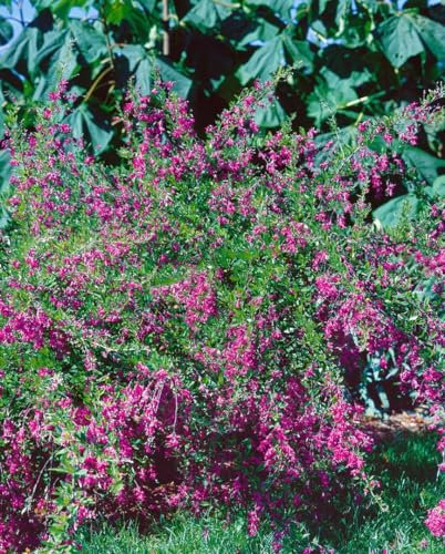 Lespedeza bicolor 30–40 cm – Winterhart, Mehrjährig, Pflegeleicht – Zweifarbiger Buschklee – Zierstrauch für Garten & Beet