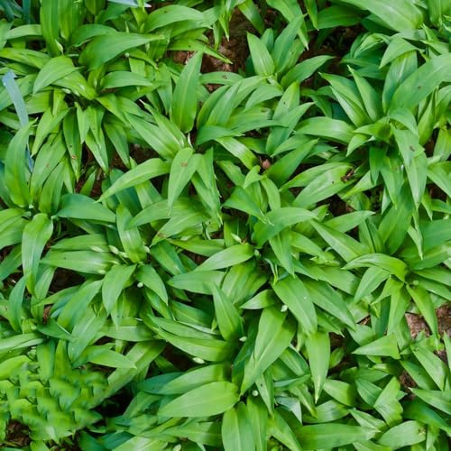 Aglio Orsino semi selvatici di semi giardino selvatici acquistare 80pcs