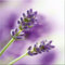 artissimo, Glasbild, 30x30cm, AG2061A, Purple Lavender I, Blumen-Bild Lavendel, Bild aus Glas, moderne Wanddekoration aus Glas, Wandbild Wohnzimmer modern