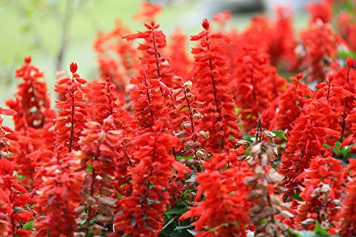 Feurroter Prachtsalbei 20 Samen - Salvia Blaze of fire