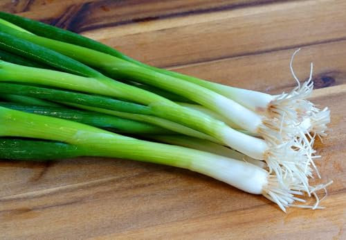 Japanische Lauchzwiebel - Frühlingszwiebel Kyoto Market - Allium fistulosum - Hoher Ertrag, Mild-aromatischer Geschmack - 200 Samen