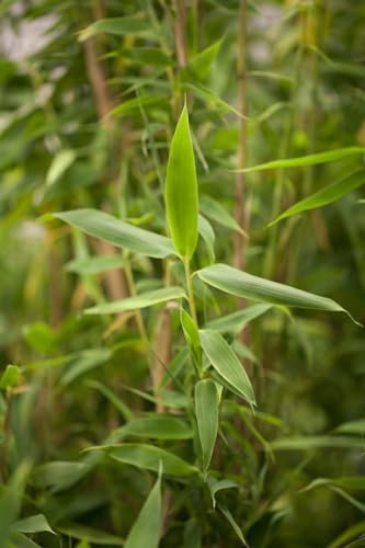 Fargesia murieliae 'Simba' 60–80 cm – Winterhart, Immergrün, Pflegeleicht – Schirmbambus – Heckenpflanze für Garten & Sichtschutz