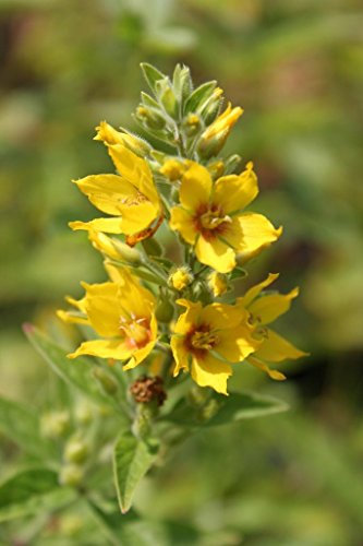 WASSERPFLANZEN WOLFF - 4er-Set im Gratis-Pflanzkorb - Lysimachia vulgaris - Gilbweiderich, gelb