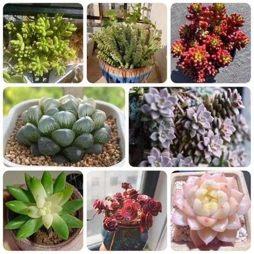 100 pcs Sedum Samen Winterhart - pflanztöpfe luftreinigende zimmerpflanzen pflanzen samen indoor steingarten pflanzen topfpflanzen draußen winterhart schnittblumen exotische pflanzen