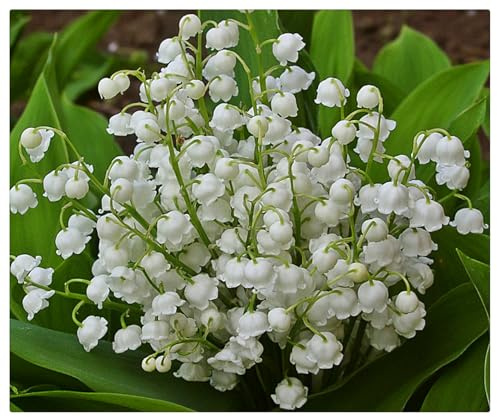 Campánulas Nacaradas y Fragantes - Bulbos de Lirio de los Valles - Ideal para Sombra Fresca - Follaje Lustroso y Elegante-5 Bulbos-A