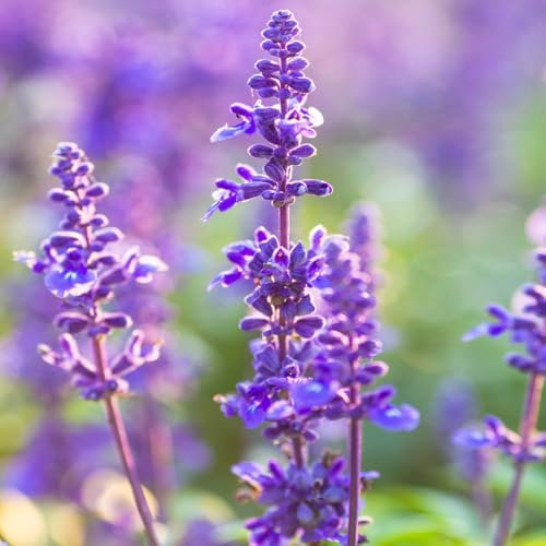 salbeisamen kräuter stauden winterhart mehrjährig kräutersamen deko pflanzen samen winterharte kübelpflanzen, zimmerpflanze winterharte pflanzen für balkon, exotische pflanzen balkon 80pcs