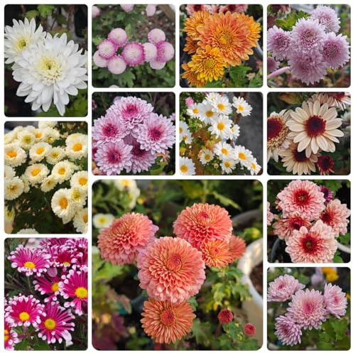 semillas de margarita - resistentes balcón decorativas jardín 200pcs