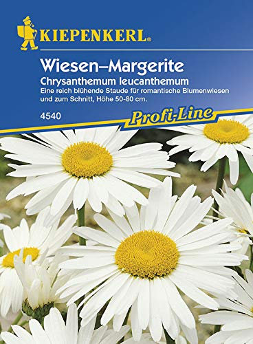 Margeriten 'Wiesen-Margerite'