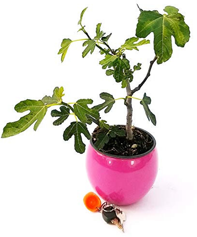 POWERS TO FLOWERS - FICO, FICUS CARICA BONSAI IN VASO CERAMICA ROSA, pianta vera