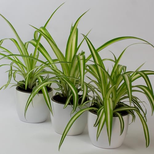 Tropical Plants UK 3 X Spider Plant – House Plants for Indoor air Purifying, Real houseplants with Pot, houseplant for Indoors, Live spiderplant air-Purifying. (3 X Spider Plant 9cm)