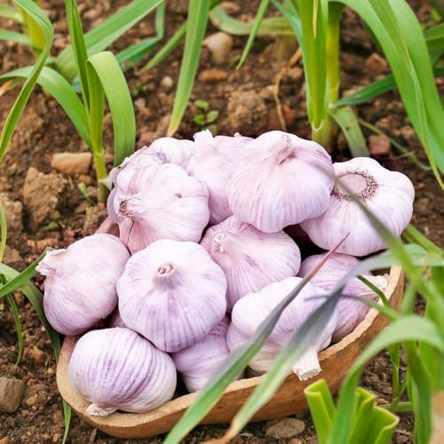 semillas de ajo de jardín invierno extraño ajo invierno verdes variedades antiguas jardín del balcón Regalos para los amantes la 350pcs