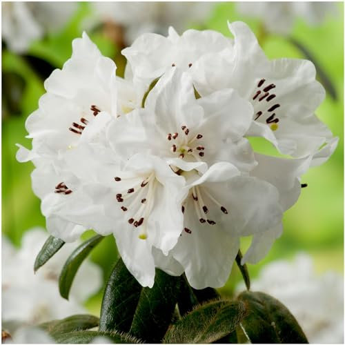 GrowOn Shrubs Dwarf Rhododendron Japonica 'Snow Lady' | Evergreen Shrub | Outdoor Garden Ready Plant | Spring Flowering | White Flowers