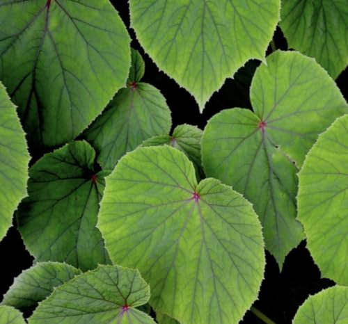 Begonia grandis subsp. evansiana| Hardy Begonia | Plug Plant | Perennial