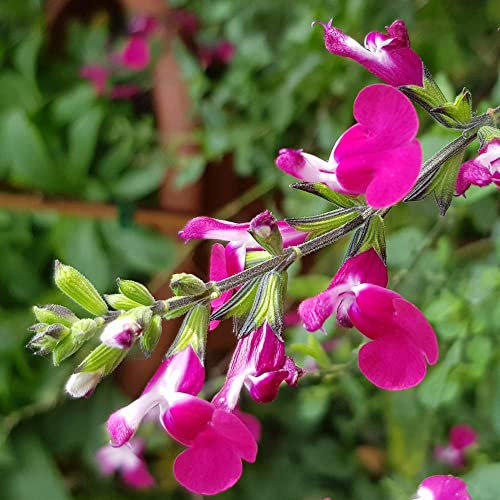 You Garden - Salvia Cherry Lips 3 x 9cm Pots