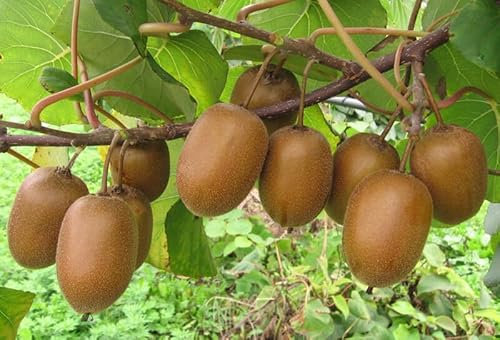 80 Graines de Kiwi - Actinidia deliciosa chinensis - Fruit Jardin Exotique - Plante Vivace - 248