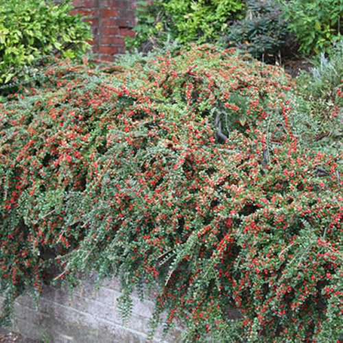 Cotoneaster Horizontalis Arbusto da Giardino Fiorito Resistente in Vaso – Ideale per Aiuole, Bordure e altro