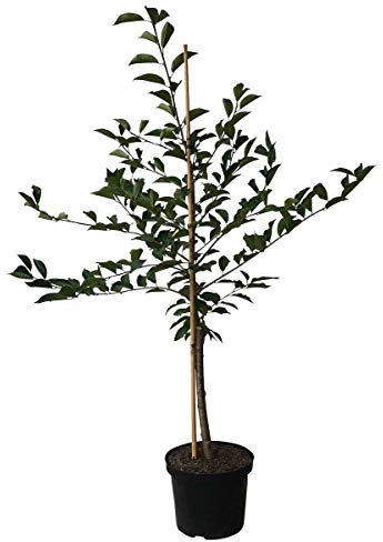 Sauerkirsche Karneol Kirsche Buschbaum ca. 110-140 cm im 9,5 Liter Topf Unterlage Pr.avium