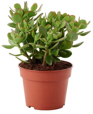 Portal Cool Miniatura Crassula ovata Mínimos árbol del Dinero Jade Planta enana suculento de Planta de Interior