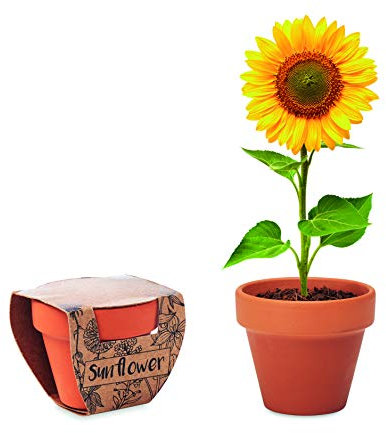 3er Pflanz Set Anzucht-Set für Blumen Sonnenblumen Vergissmeinnicht Mohnblume im Terrakotta Töpfchen mit Anbausubstrat (Sonnenblume (Gelb))