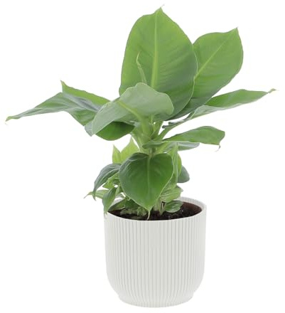 KENTIS - Musa Acuminata Dwarf Cavendish - Banano Pianta Vera - Altezza 30-40 cm e Vaso Ø 13 cm