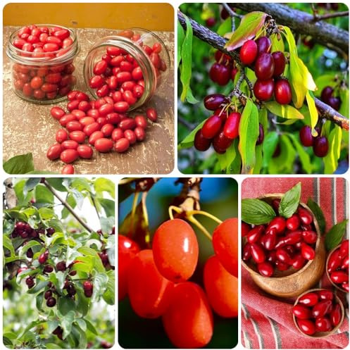 Semillas de cerezo cornalina, de jardín de Cornus officinalis, frutal, columnar semillas de balcon jardín 150pcs