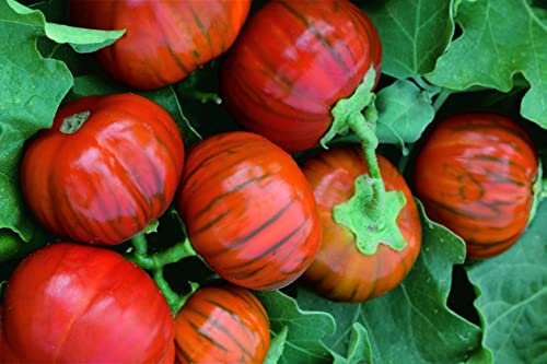 Aubergine Orange Turkish 10 graines