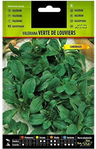 Semillas de Canónigos para Comer Verdura de Ensalada Valerianella Locusta