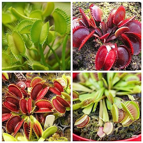 500 Pcs Venus Fliegenfalle Pflanzen - Dionaea Muscipula - Stauden Winterhart Mehrjährig Venusfliegenfalle Pflanze Samen Pflanzen Winterhart Draußen Fleischfressende Pflanzen Anpflanztöpfchen