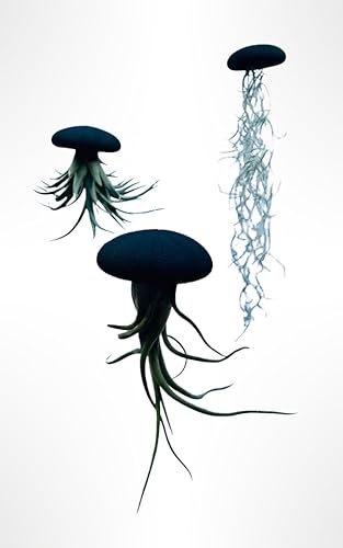 Tillandsien Pflanzen - Luftpflanzen echt - Air Plants - Tilldandsia - 3er Set Quallenpflanzen mit schwarzen Alfonso-Seeigeln - Bromelien - Spanisches Moos - Luftpflanzen Halterung - Trendyairplants