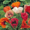 Papaver orientale Türkischer Riesenmohn Pizzicato Samen (50) Poppy Pizzicato