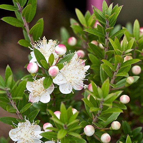 GardenersDream 1 x Myrtus Tarentina Rarentum Myrtle Plant in Pot - Evergreen Flowering Shrubs, Healthy and Live Potted Outdoor Plants - Outdoor Garden Ready Plants (15–25 cm)