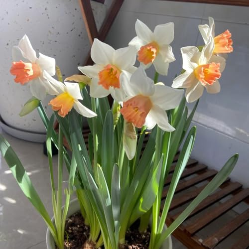 1bulbos de narcisos - Los son perennes y resistentes, narcisos, mini jardín frescas, adornos de jardín para exterior