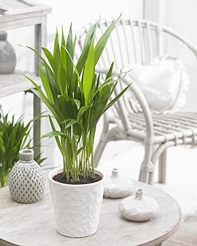 Dypsis Lutescens Areca Palmier Tropical Plante d’Intérieur | Pot de 13 cm