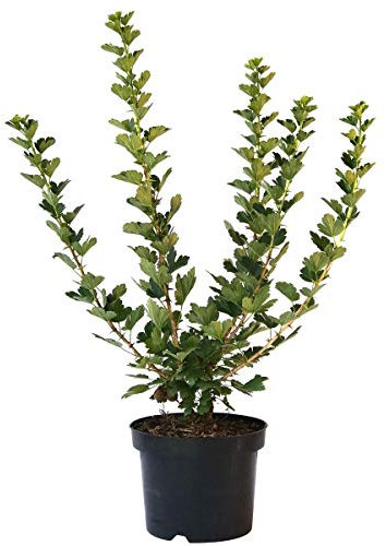 Invicta grüne Stachelbeere robust hoher Ertrag und guter Geschmack Busch 40-60 cm 3 Liter Topfballen