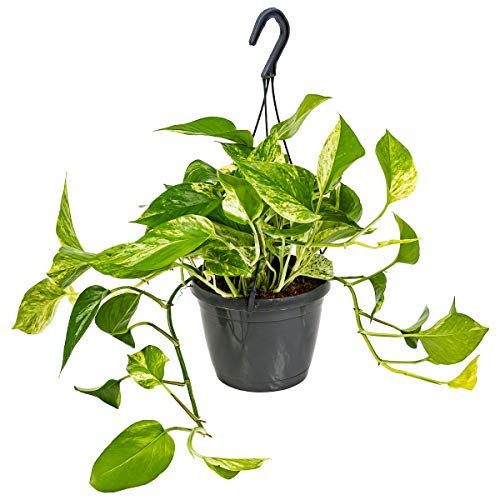 Bloomique - Scindapsus Marble Queen - Efeutute - Hängepflanze - Auch geeignet als Kletterpflanze - Zimmerpflanzen - Luftreinigend - Pflegeleicht - 20-30 cm Hoch - Topf 15 cm