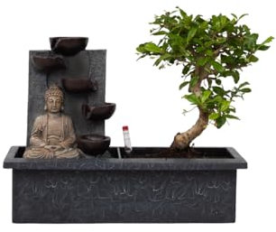 Plant in a Box - Bonsaibaum mit pflegeleichtem Wassersystem und fließendem Wasserfall über Buddha-Figur - Bonsai baum echt groß - Zimmerpflanze - Höhe 25-35cm