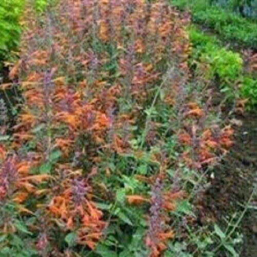 Graines fraîches - Agastache - Albicocca Sprite - 40 Semi