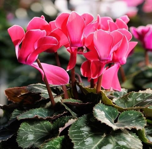 100 graines de fleurs de cyclamen fraîches et neuves