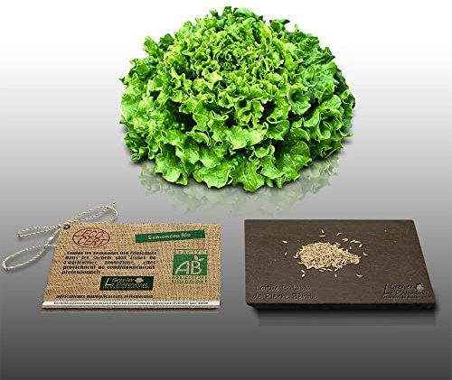 250 graines Bio à semer - Le Grenier d'Abondance - LAITUE BATAVIA DE PIERRE BENITE Blonde - Certifié AB - Lactuca