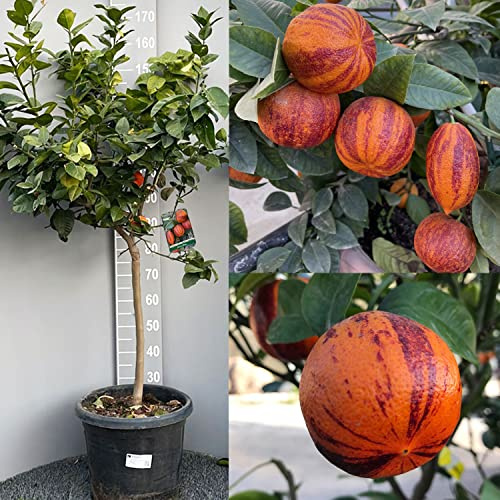 SAVINI VIVAI planta de limón, árbol de cítricos Limón Arcobal en maceta de 35 cm altura 150-180 cm 6-7 años de injerto, fabricado en Italia