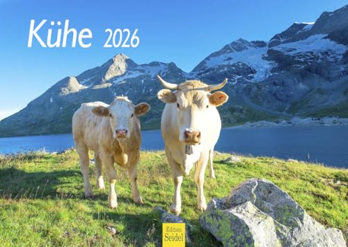 Edition Seidel Calendario premium de vacas 2026, formato DIN A4, calendario de pared, calendario de vaca, vaca, ternera, animales domésticos, granja, sauce