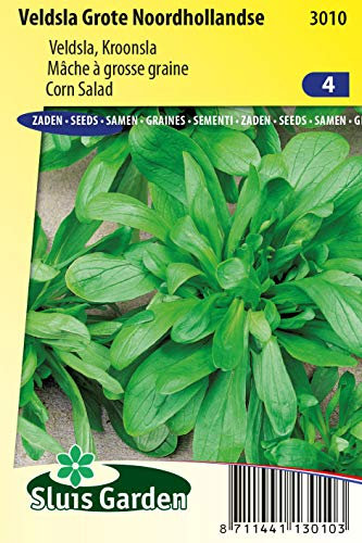 Mâche à grosse graine de Hollande - Mâche et poirée