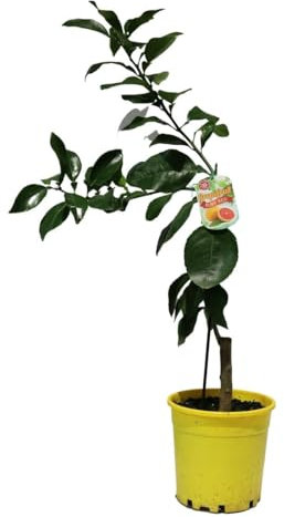 Pomelo- Árbol Cítrico de Exterior Natural Adorna tu Patio con Sabor y Frescura - Pomelos Naturales