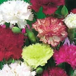 Pack Kings Carnation Giant Chabaud Mixed Garden Flower Seeds