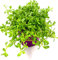 Brahmi Pflanze die Gedächnisstütze Bacopa monnieri Kräuter Pfanze 3stk.