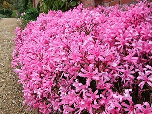 3 PINK GUERNSEY LILY-NERINE BOWDENII BULBS/TUBERS -PERENNIAL SUMMER/AUTUMN FLOWER PLANT