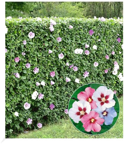 BALDUR Garten Winterharte Hibiskus-Hecke, 10 Pflanzen, Blüten essbar, bienenfreundlich, Garteneibisch Roseneibisch, Hibiscus Syriacus Blütengehölze Zierstrauch, blühend