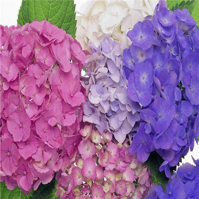 `200 pz/sacchetto, semi di ortensia, miscela di colore, Plumbago capensis
